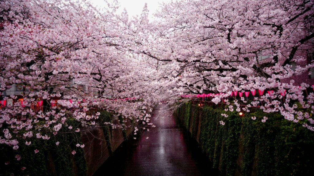 Cherry blossom trees along a canal with pink lanterns in Tokyo